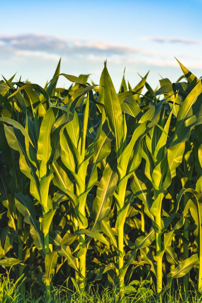 Corn field in sunset. Maize agriculture theme.